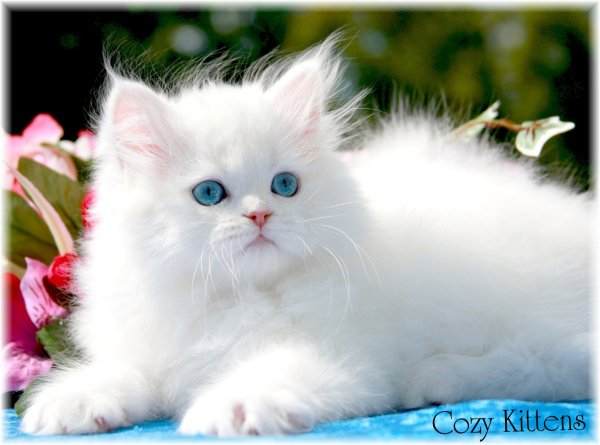 chat-persan-blanc