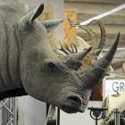 A man looks at a  rhino at the international hunting fair in Dortmund, Germany, Thursday, Feb. 3, 2011. "Jagd & Hund" (Hunt and Dog) is Europe's biggest fair for hunting and fishing.(AP Photo/Martin Meissner)