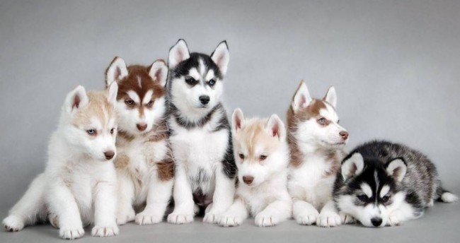 Les 5 plus beaux chiens du monde