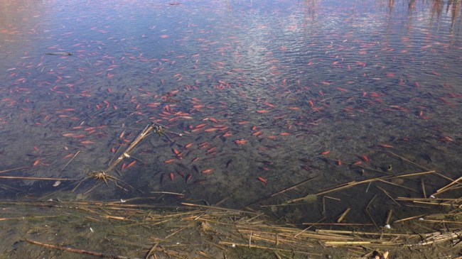 Une invasion de poissons rouges dans un lac