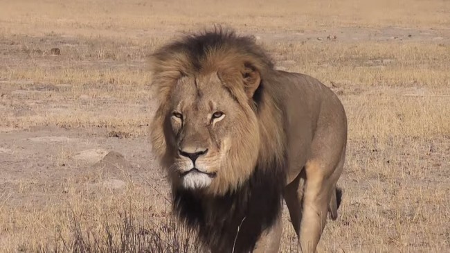 Le dentiste américain regrette d’avoir tué Cecil le lion