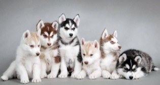les-5-plus-beaux-chiens-du-monde
